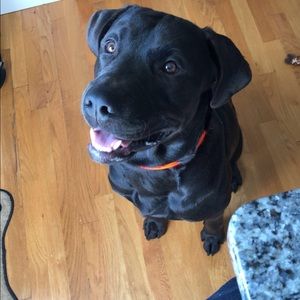 Meet your Posher, Nibby